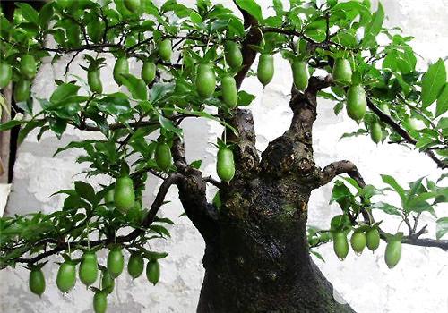 金弹子盆景是什么品种?