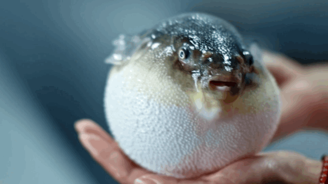 亚马逊河有多可怕,为何至今没有一座桥梁敢跨越它?桥