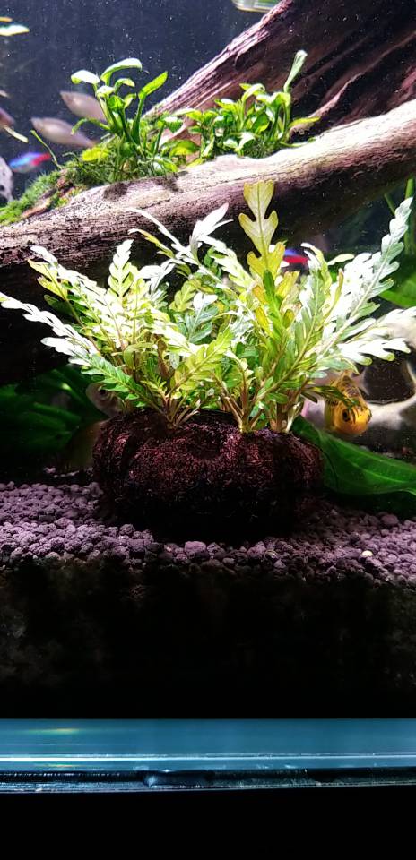 水草种植 - cta南美水族 - powered by