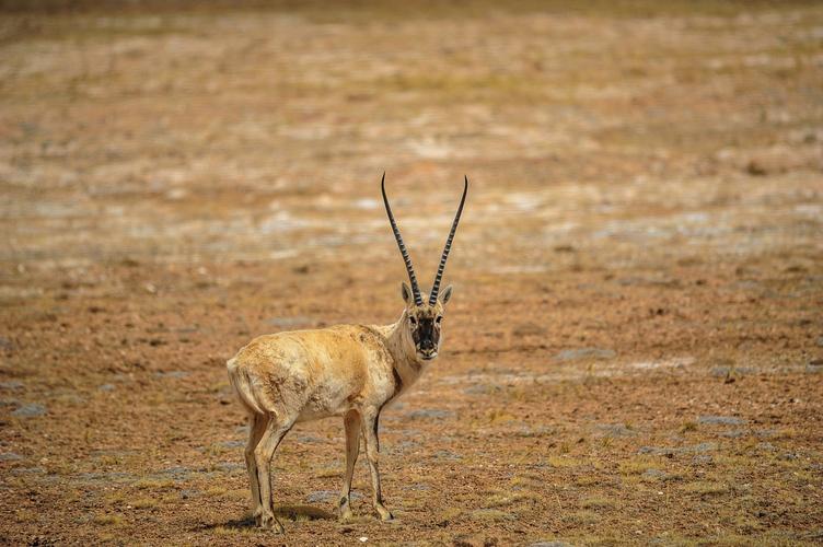 可可西里的藏羚羊