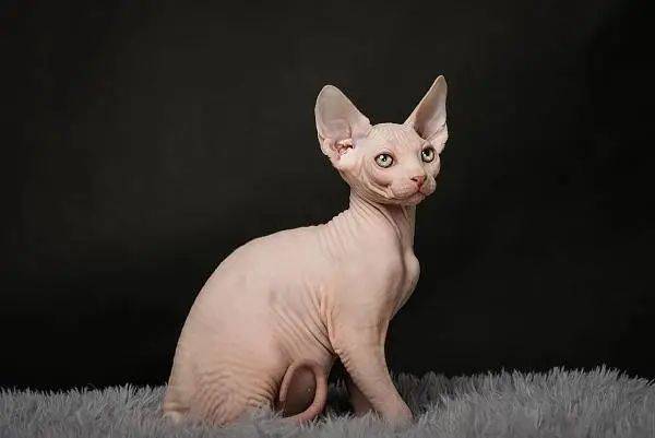 开端里有哮喘的卢迪养无毛猫真不过敏吗专家这么说
