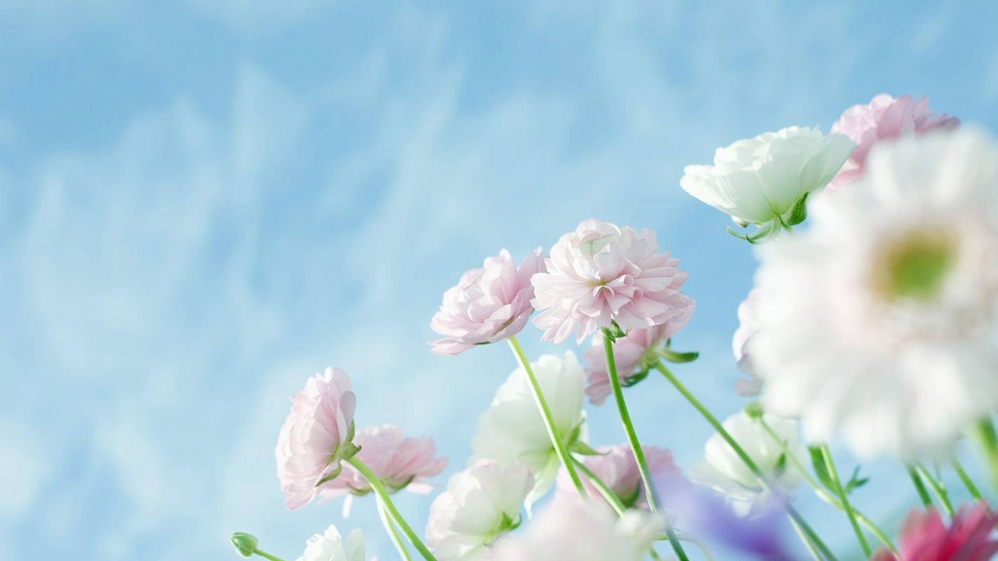 小清新唯美花卉植物高清桌面壁纸9张