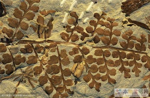 化石可以分为四类:实体化石,遗迹化石,模铸化石,分子化石.