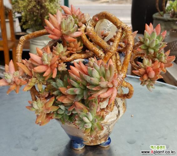 多肉植物杜里万莲极品老桩