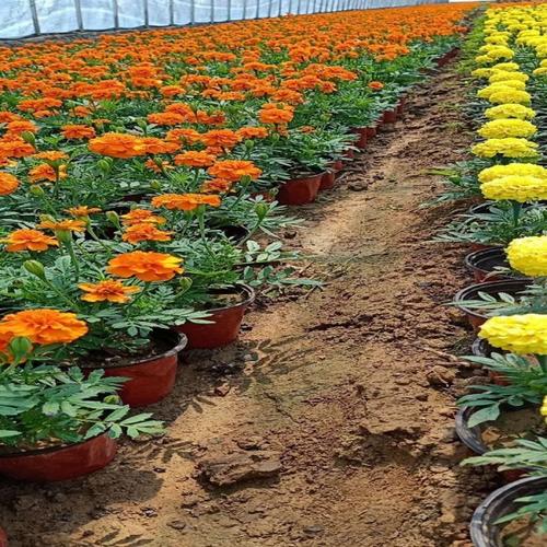 孔雀草价格批发孔雀草 孔雀草花海