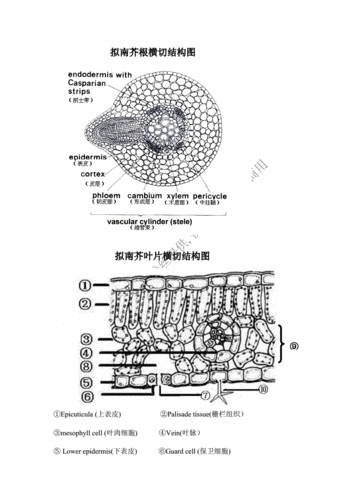 拟南芥解剖学图 - 副本.doc