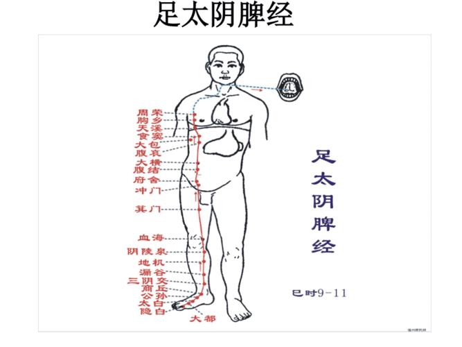 人体十二条经络高清 ppt
