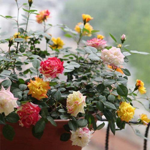 藤本月季 藤彩虹 变色爬藤月季 复色 盆栽绿植丰花 月季花苗 大苗 含