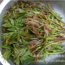 芽菜芽苗菜种子 红油香椿种子 蔬菜种子 香椿芽 盆栽 大红椿树