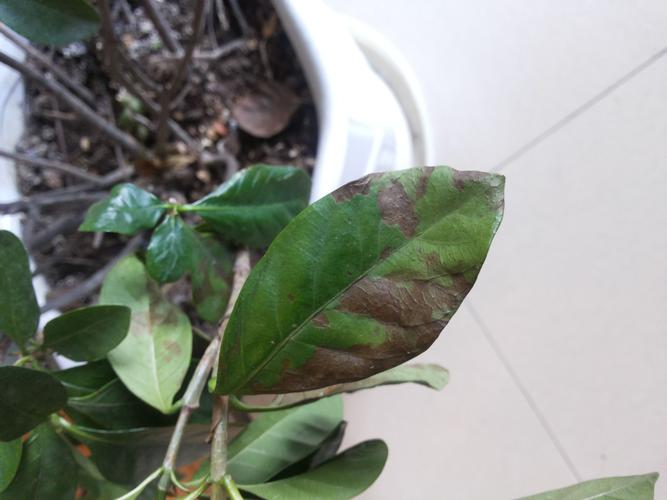 栀子花叶子发黑怎么办