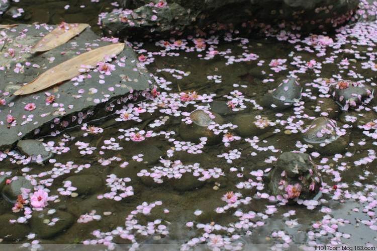 赏花 有一种美叫桃花落～ 写美篇     轻轻柔柔的桃花雨,痴了赏花人