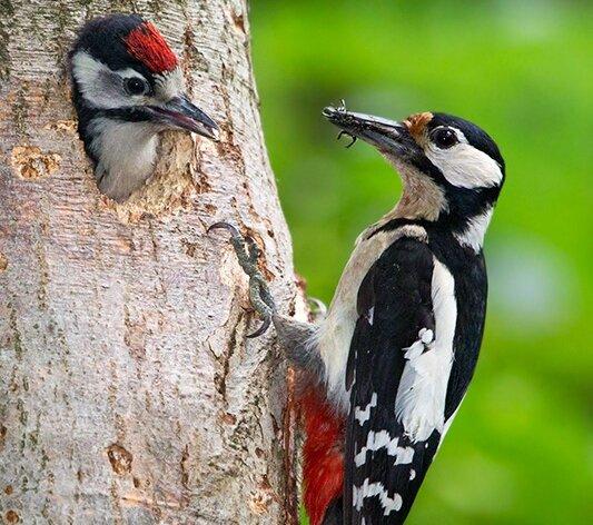 攀树中遇到的可爱啄木鸟 jamesaldred.com 图