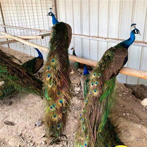 漂亮的孔雀多少钱一只三,人工孵化孔雀人工孵化的原理和技术操作与鸡