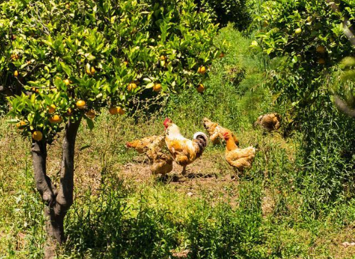 几年前风靡一时的果园养鸡为何现在不火了?养殖户:鸡破坏力太强