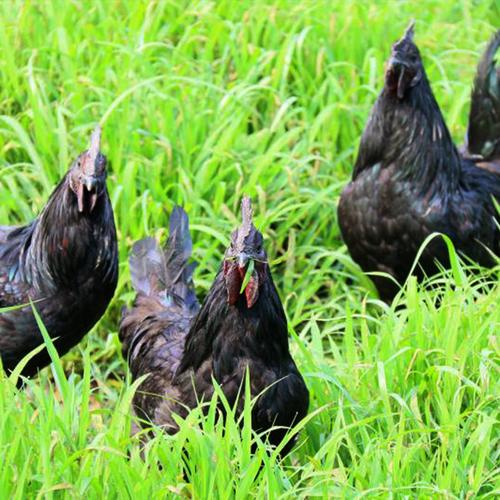 黑羽乌骨鸡