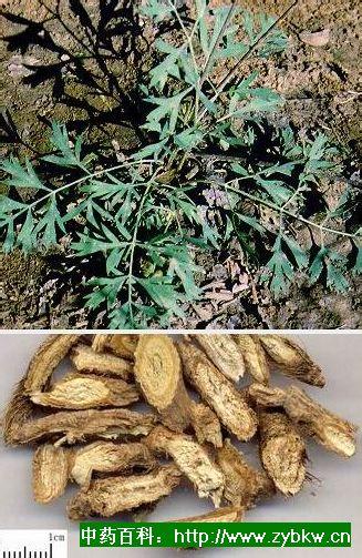 竹叶防风 - 色迷本草 - 中草药彩图与民间医药汇萃