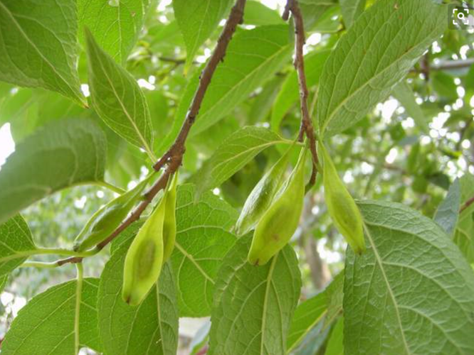 这是只有中国才有的杜仲叶!