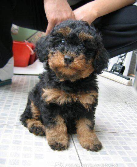 2个月的泰迪熊888元公母均有