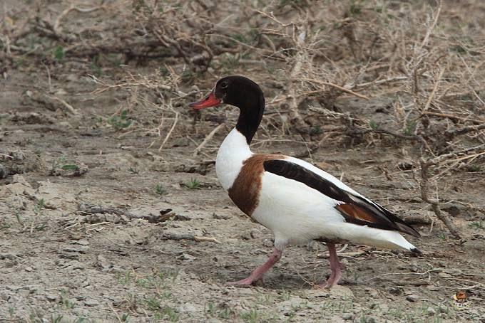旅顺口 大自然里的 品种各异的野鸭类 之二 翘鼻麻鸭