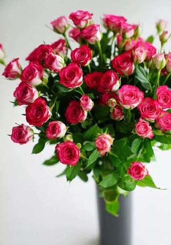 多头玫瑰狮子座,红白相交高级配色