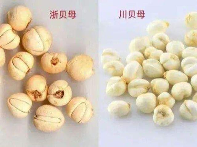 走近中药贝母能清热化痰浙贝母和川贝母有什么区别