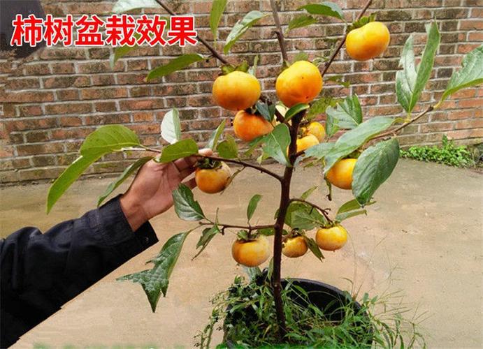 柿子树苗嫁接日本甜脆柿树盆地栽南北方种植磨盘当年结果黑柿子苗富平