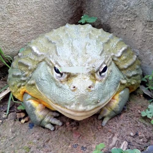 招财蛙的包名是什么意思,肉色招财蛙叫怎么回事?