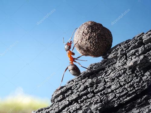 名称:红蚂蚁滚石上山