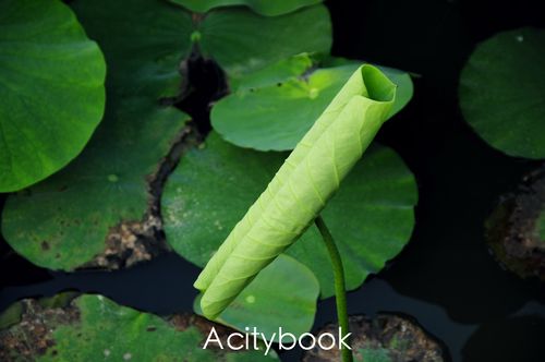 jpg _zfg7764_4094.jpg _zfg7789_4108.jpg _zfg7791_4110.