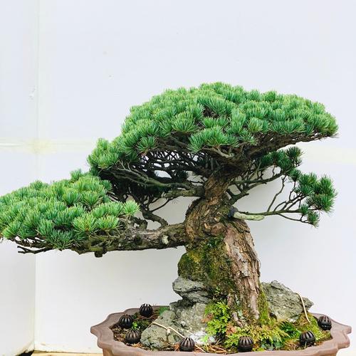 一物一发日本大阪松盆景树桩耐寒宫岛大阪松老桩盆栽别墅绿化种植