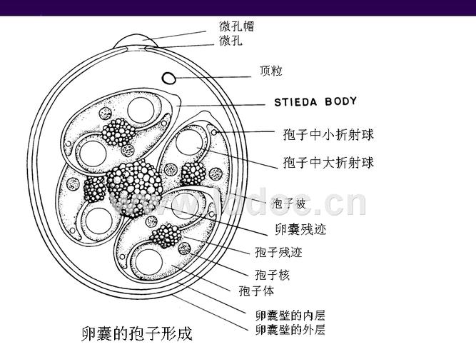 孢子中小折射球 孢子中大折射球,3,孢子生殖或孢子形成,非孢子化卵囊