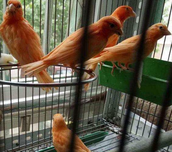 1,红玉鸟大约300元一对.