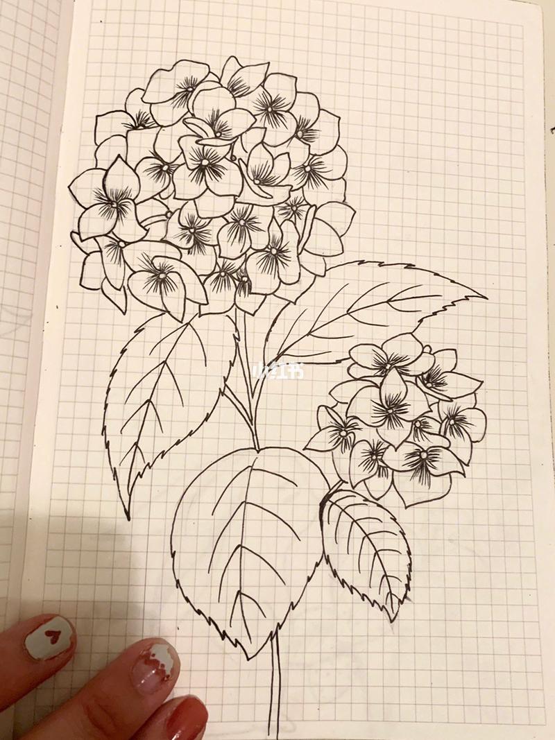 绣球花绘画教程