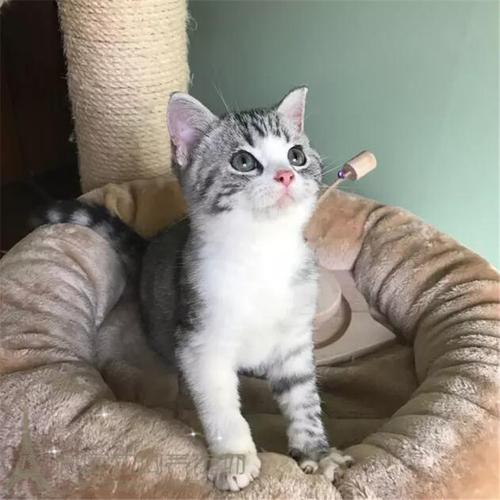 出售美短活体纯种幼猫美短虎斑标斑美短银虎斑加白家养美短加白gg