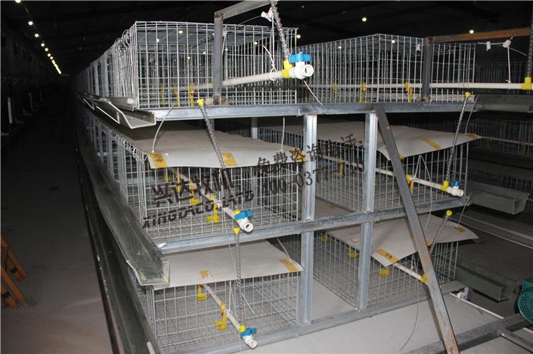 立体式肉鸡笼(三层传送带)案例图:带式出粪机:可直接装车.