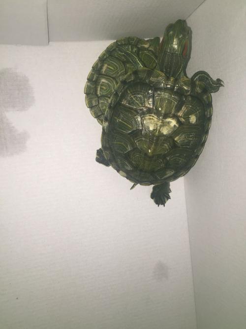 是因为缺太阳,还是真菌啊?这个好像还会传染的感觉,但是也不见得发臭.