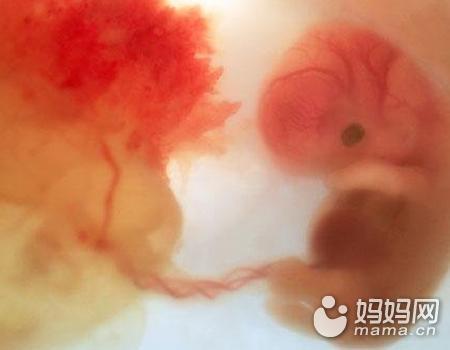 【有图有真相】胎儿每月发育过程