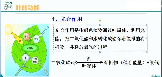 植物的叶与蒸腾作用