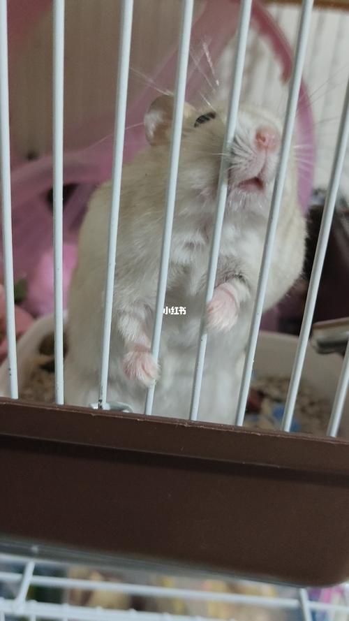 仓鼠咬笼子是怎么了_仓鼠_宠物_宠物其他