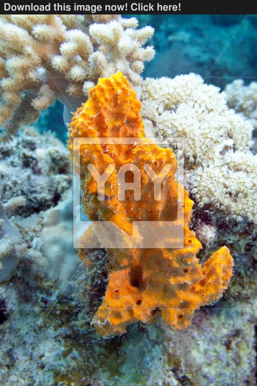 coral reef with sea sponge in tropical sea- under