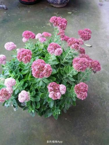 家有鲜肉 八宝景天