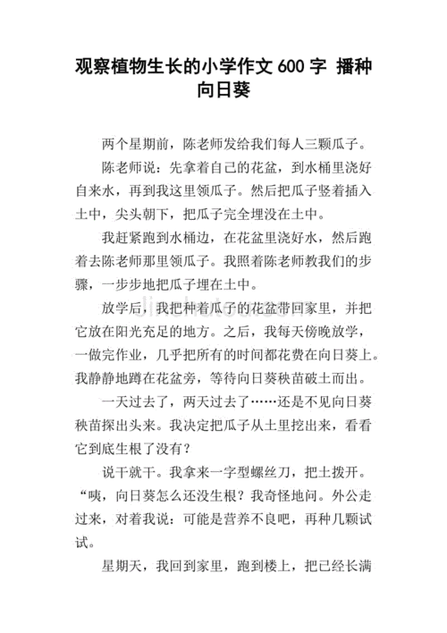 观察植物生长的小学作文600字 播种向日葵