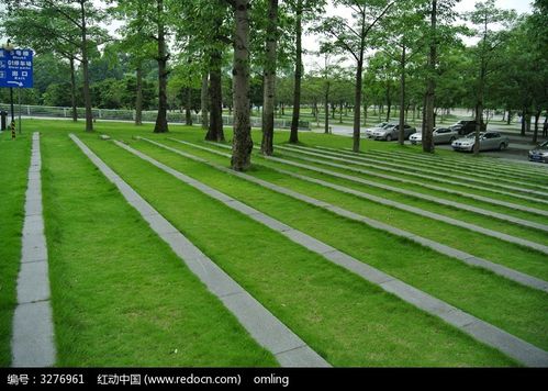 草坪上的一道道间隔