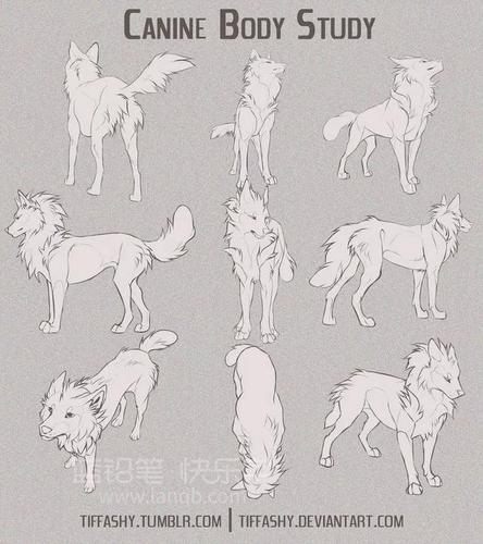 直观的说,就是狼比狗相比拥有一个更宽扁的脑袋;狼的两个耳朵大约平行