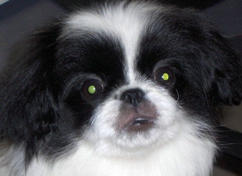 多愁善感的日本狆犬