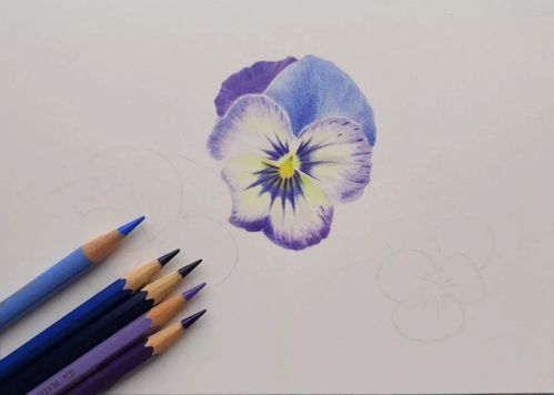 彩铅教程在三色堇里寻找幸福的结局