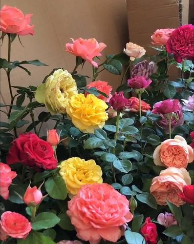 欧月 藤本欧洲月季苗 爬藤植物蔷薇花苗 绿植盆栽四季