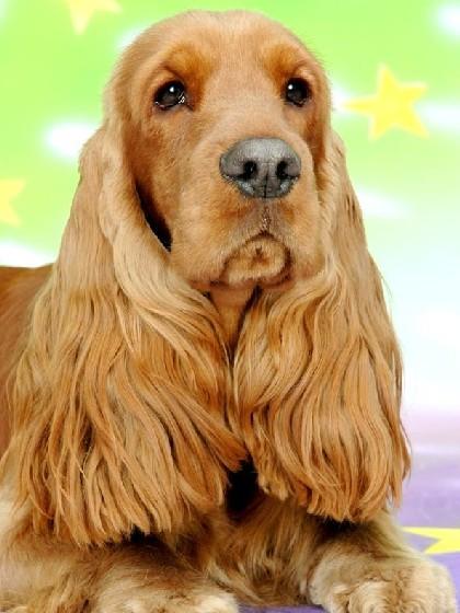 英国可卡犬图片