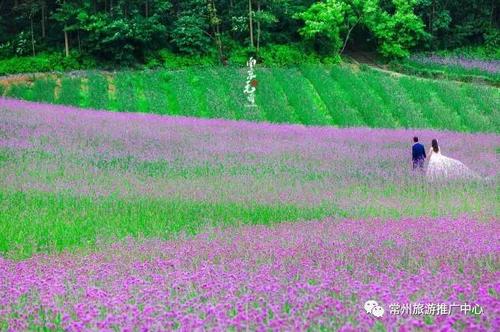 端午去哪玩常州及周边10大薰衣草花海已盛开,只为等你