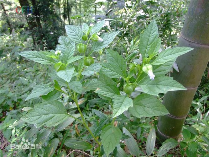 云南野生木瓜籽手搓冰粉籽凉粉籽做木瓜水原料烧烤必备送石灰